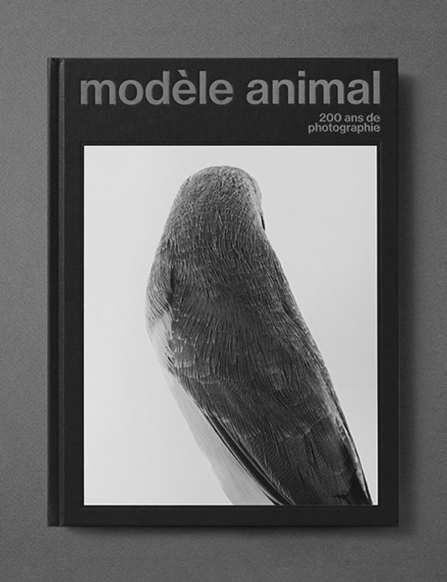 Agnes-Dahan-Studio-Modele-Animal