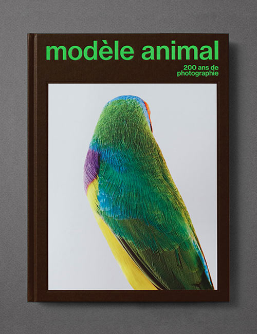 Agnes-Dahan-Studio-Modele-Animal